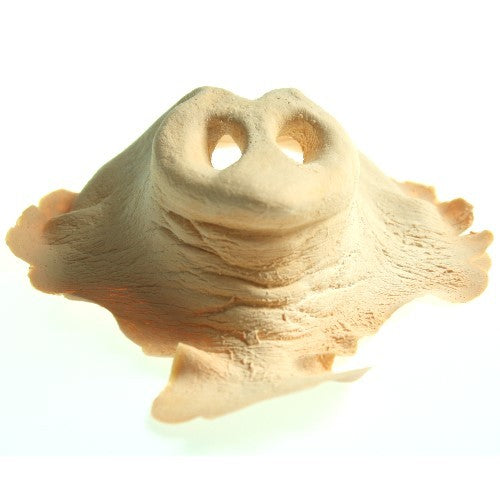 Pig nose small top view