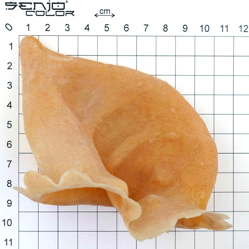 Pig ear size overview latex application